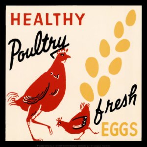 r1129healthy-poultry-fresh-eggs-posters
